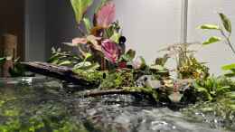 aquarium-von-czudemp-jungle-ufer_