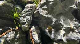 aquarium-von-czudemp-jungle-ufer_