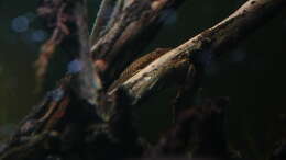 Hypoptopoma gulare und Oxyropsis carinata