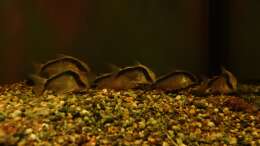 Gruppe Hoplisoma granti / Brochis arcuatus