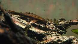 Hypoptopoma gulare