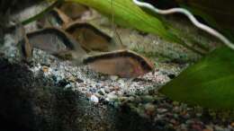Hoplisoma granti (gekauft als Corydoras arcuatus)