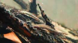 Hypoptopoma gulare (Vordergrund) und Oxyropsis carinata (Hintergrund)