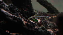 Oxyropsis carinata