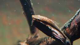 Oxyropsis carinata