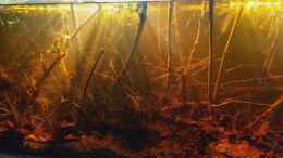 aquarium-von-rainooo-igarape-do-daracua-flooded-forest-rio-negro_
