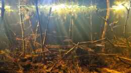 aquarium-von-rainooo-igarape-do-daracua-flooded-forest-rio-negro_