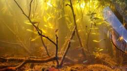 aquarium-von-rainooo-igarape-do-daracua-flooded-forest-rio-negro_