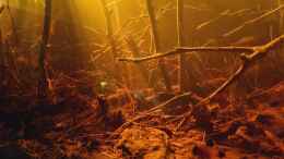 aquarium-von-rainooo-igarape-do-daracua-flooded-forest-rio-negro_