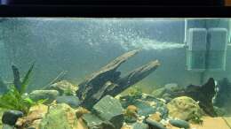 Aquarium Kinabalu Hillstream Loaches
