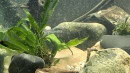 Aquarium Kinabalu Hillstream Loaches