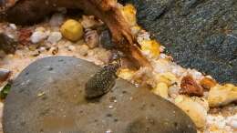Besatz im Aquarium Kinabalu Hillstream Loaches