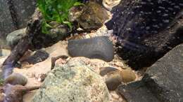 Aquarium Kinabalu Hillstream Loaches