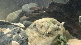 Aquarium Kinabalu Hillstream Loaches