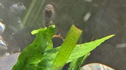 Besatz im Aquarium Kinabalu Hillstream Loaches
