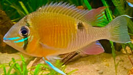 Biotodoma Cupido