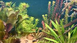 Besatz im Aquarium Südamerika Aquarium Rio Manacapuru Rotrücken 3.0