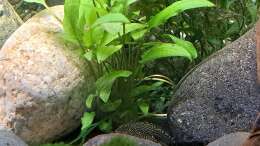 Sewellia lineolata 19.11.2024