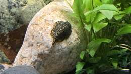 Sewellia lineolata