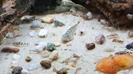 Besatz im Aquarium Back to Vietnam