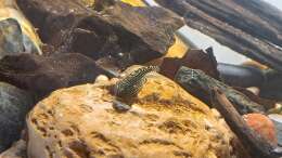 Besatz im Aquarium Back to Vietnam