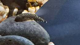 Gastromyzon Blue fin.  Farbe wechselt je nach Untergrund
