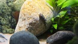 Gastromyzon spec. blue tail