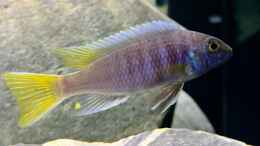 Foto mit Pseudotropheus acei
