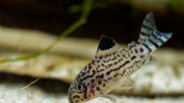 Foto mit Corydoras trilineatus