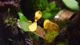 Foto mit Begonia prismatocarpa