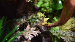 Foto mit Selaginella ssp., Ficus pumila var. Mini