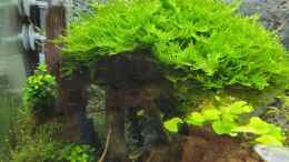 aquarium-von-aquapapi-juwel-rio-350_