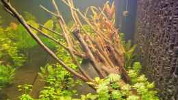 aquarium-von-suedamerikafan-suedamerika_Talawa-Wurzel