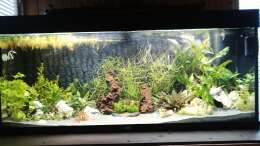 Mein 240 Liter Aquarium  Update