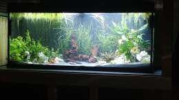 Mein 240 Liter Aquarium 