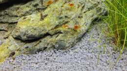 Red Rili