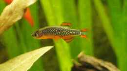 Foto mit Danio margaritatus (Perlhuhnbärbling Galaxy Zwergbärbling)