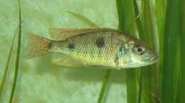 Foto mit Otopharynx tetrastigma 