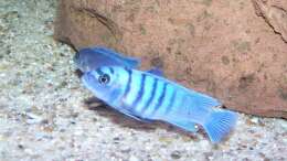 Foto mit Cynotilapia sp. hara gallireya reef Männchen