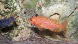 Foto mit Labeotropheus trewavasae thumbi west O-Morph Weibchen