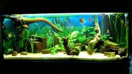 Das Aquarium 2 Monate nach dem Einrichten