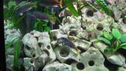 Foto mit Pseudotropheus Acei