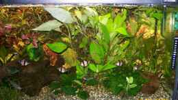 Foto mit Sumatrabarben in Moosgrün und gestreift