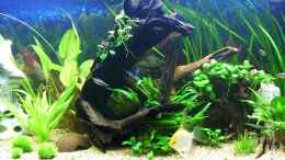 Foto mit Mooikenwurzel mit Anubias Barteri nana 
