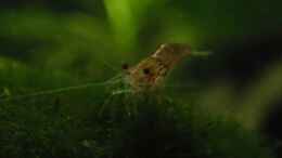 Foto mit Neocaridina heteropoda var. Red