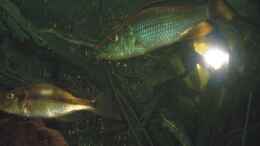 Foto mit Dimidiochromis compressiceps Bock +Weib