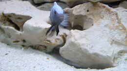 Foto mit Pseudotropheus sp. Kingsizei