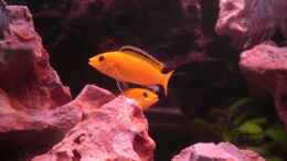 Foto mit Labidochromis caeruleus II