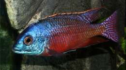 Protomelas taeniolatus boadzulu - Männchen WFNZ