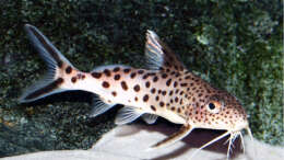 Synodontis multipunctatus